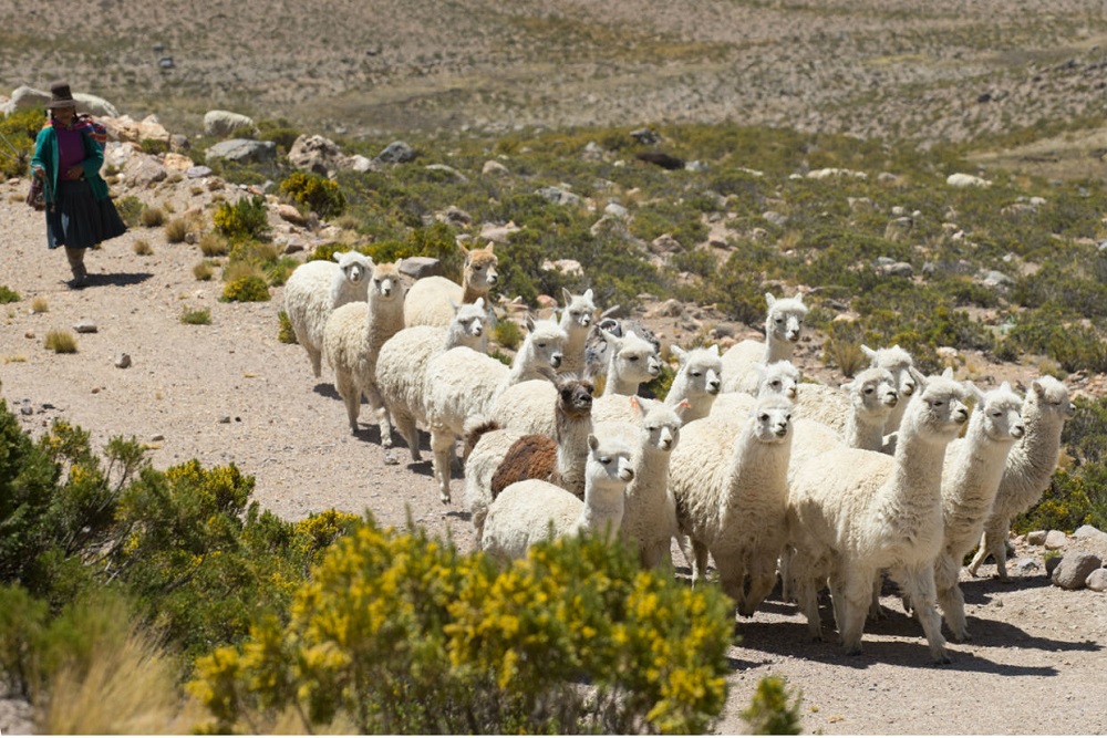 Herderin met kudde, Peru Een herderin met een kudde alpaca's en lama's in de Colca vallei, Peru