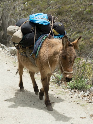 Een pakezel, Peru Een ezel vervoert spullen op de Camino Inca (Inca-trail) in Peru