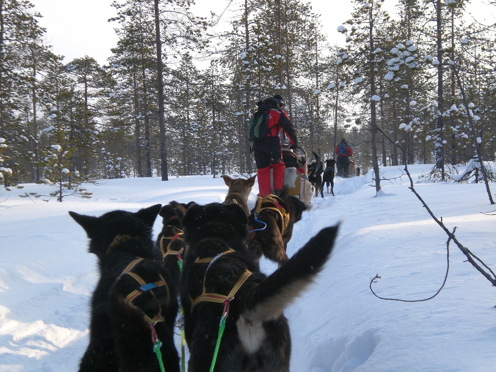 Sledetocht Een husky-sledetocht door de sneeuw te Lapland