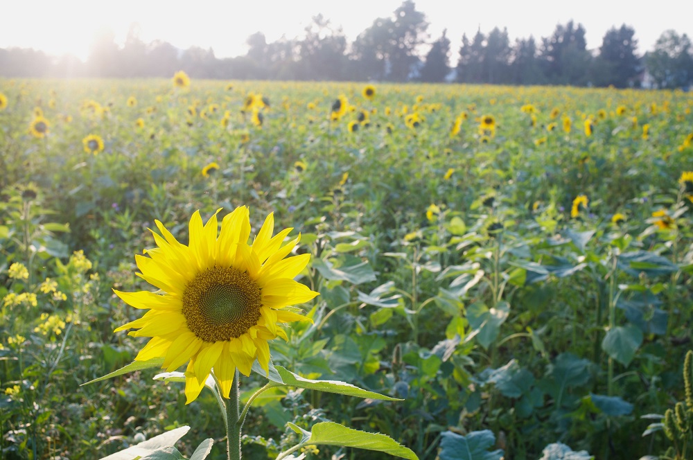 Zonnebloemen Een veld met zonnebloemen in de avondzon